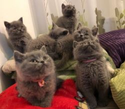 Homes raised British shorthair Kittens available.