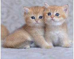 Available BSH female kittens