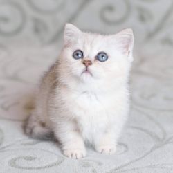 Available BSH Silver Shaded male kittens
