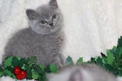 Adorable Purebred British Blue Kittens Ready Now