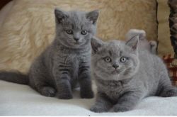 Super Cute British Shorthair kittens available now