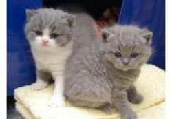 Cute British Blue Shorthair kittens