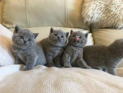 stunning british shorthair kittens