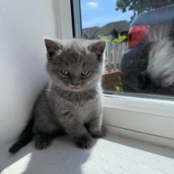 **Gorgeous males and female British Shorthair kittens ????**