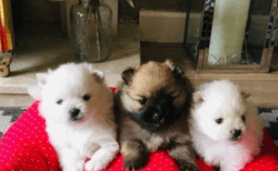 Adorable Pomeranian puppies Available