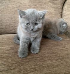 Stunning British Shorthair Kitten
