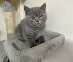 Stunning British Shorthair Kitten