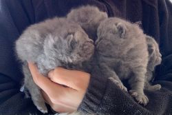 British Shorthair Kittens for Sale
