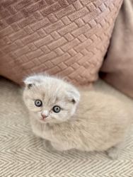 Shorthair kitten for sale
