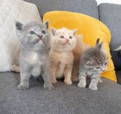 British Shorthair Beautiful kittens For Sale
