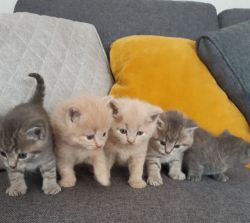British Shorthair. Beautiful litters for sale