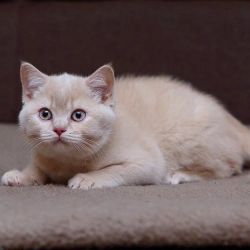 fgdf lovely british shorthair kittens for sale