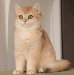 British shorthair female kitten