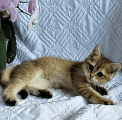 British shorthair female kitten