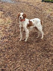 Duke, 6 yr old Brittany, loves to hunt, trained pointer, family dog