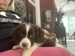 American Brittany puppies for Sale
