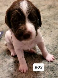 AKC Registered Brittany Puppies