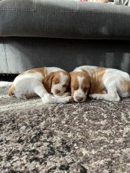 Brittany Puppies need a home!