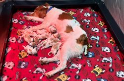 O&W Dual Quality Brittany Puppies Available