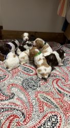 Brittany spaniel puppies for sale