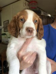 Akc registered Brittany Spaniels for sale