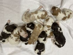 Brittany Puppies Available
