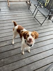 Brittany Spaniel for sale