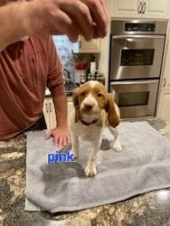 AKC REGISTERED BEAUTIFUL FEMALE BRITTANY PUP HOF LINES