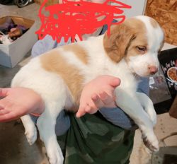 AKC Brittany puppies