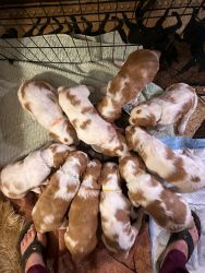 American Brittany Spaniel Puppies