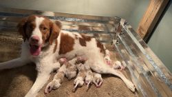 Pure Bred AKC BRITTANY Pups