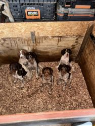 Tri Color Brittany Spaniels