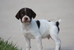 Top Quality Male Brittany Puppy