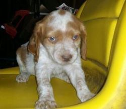 Brittany Puppies For Sale