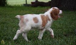 Brittany Puppies for Sale