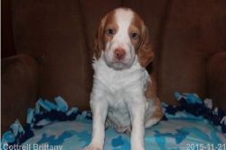 Brittany Puppies Available Now