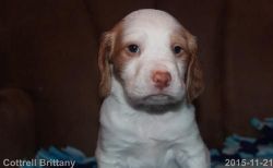 Male And Female Brittany Babies For Rehoming