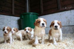Brittany puppies for new homes