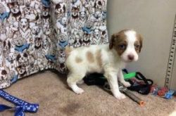 Trusty Brittany Puppies For Sale