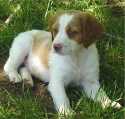 Marvelous Male/Female Brittany Puppies