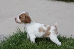 Gorgeous Brittany Puppy