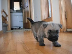 brindle cairn terrier puppies to good homes..