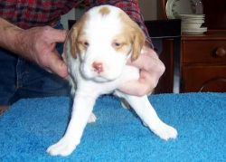 Akc Female/male Brittany Puppies For Sale