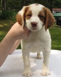 Loving Brittany puppies for sale