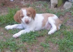 Wonderful Brittany puppies for sale