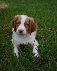 Fantastic Brittany Puppies for Sale..