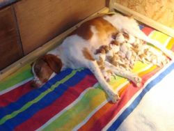 Puppies- Brittany Spaniel Available