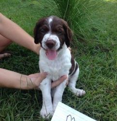 Gorgeous Brittany Puppies For Sale
