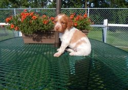 Nice Lovely Brittany Puppies Boy And Girl For Sale
