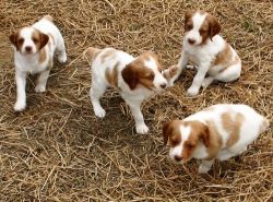 3 Month Old Male & female Brittany Spaniel pups